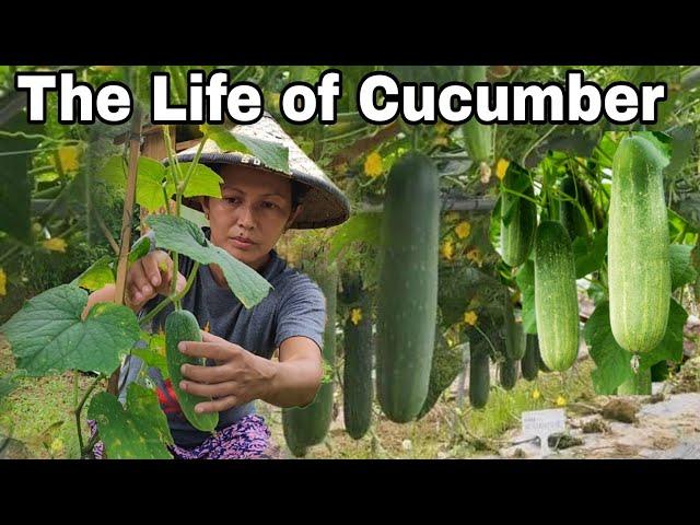 The Life of Cucumber | Philippine Valley | Amiga Cha