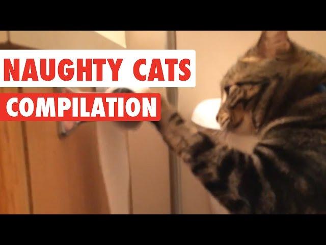 Naughty Cats Video Compilation 2016