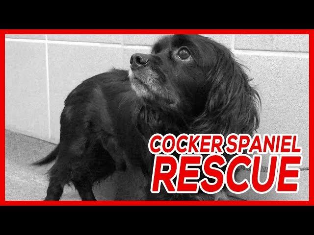 Cocker Spaniel Rescue | Victor And Carolina