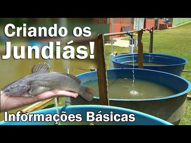 Criando PEIXES em caixa d'agua! JUNDIÁ