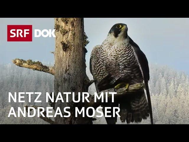 Der Wanderfalken – schnellster Vogel der Welt | NETZ NATUR mit Andreas Moser | DOK | SRF