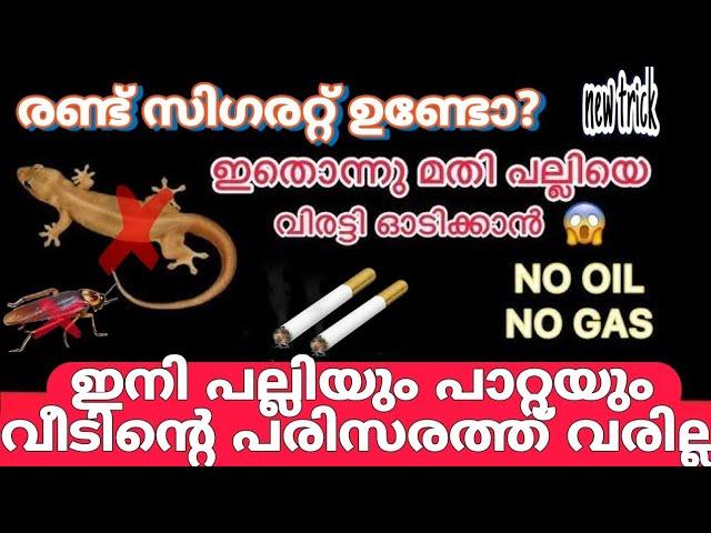 പല്ലി, പാറ്റ ശല്യം ഒഴിവാക്കാൻ ഏറ്റവും നല്ല വഴി // Best way to get rid of lizards.