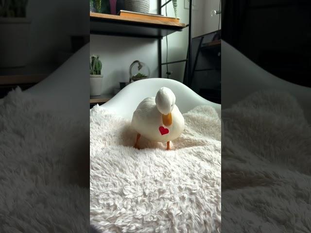 Happy Valentine's Day #shorts #petduck