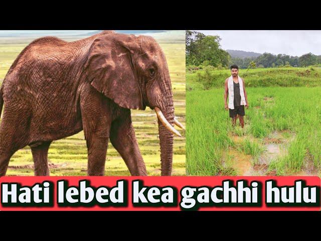 Hati ko lebed kea gachhi hulu #daily vlog #Elephants destroy Paddy crop #Lembho murmu official