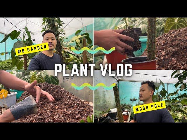 Moss pole||climbing plants||poly pot varna tarika||@ajvlog4128