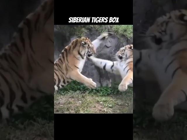 Siberian tigers fight #animals #viral #tiger #tigre #siberiantiger #viralvideo #amurtiger