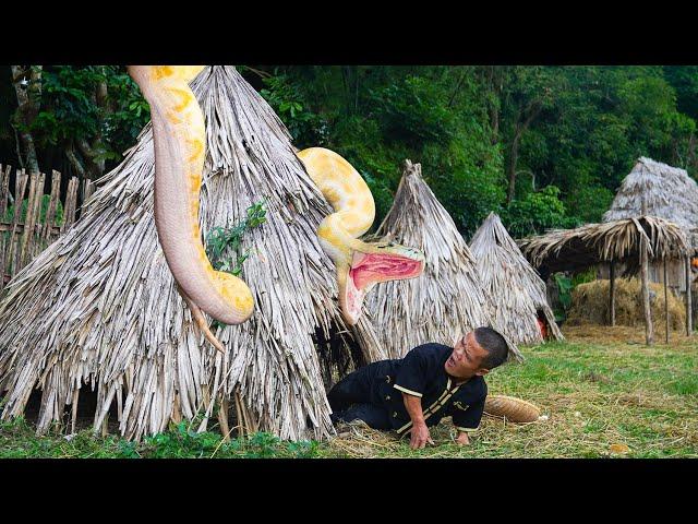 Dwarf Family Discovers the Deadly Truth About Giant Pythons on Their Farm