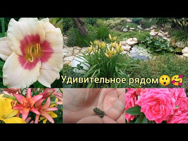Обзор сада! Гости, сюрпризы , удивительные растения и новенькие розочки