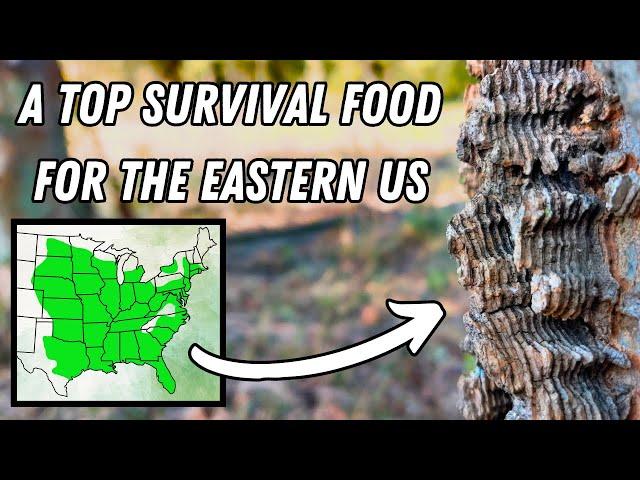 This Layered Bark Indicates a Life-Saving Food Source