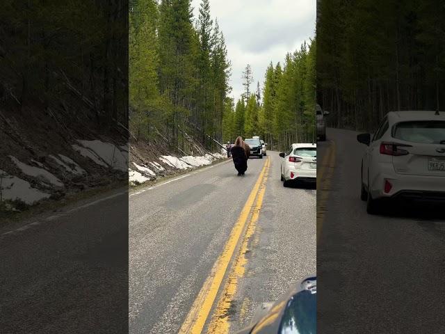 Bison being escorted by a tourist? #wildlife #yellowstone #YouTubeHighFive @youtubecreators