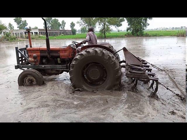 Rice Farming in Pakistan. Land Preparation for Rice cultivation and Planting. Rice Land Preparation