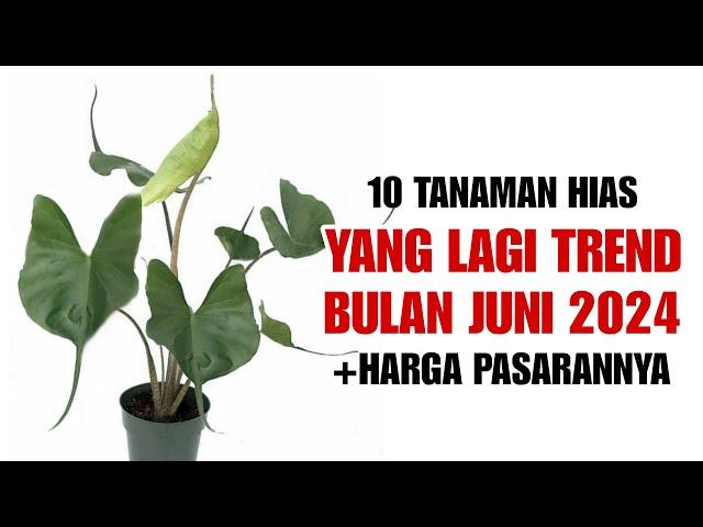 10 Tanaman Hias Yang LAGI TREND di bulan Juni 2024