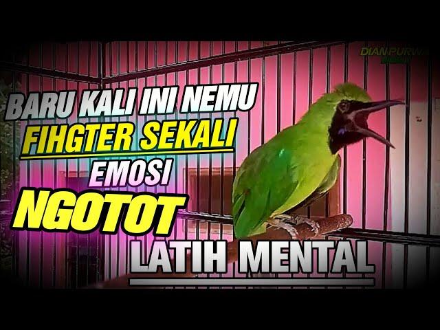 TEMBAKAN TAJAM TERPERCAYA  CUCAK IJO FIGHTER SEKALI BONGKAR ISIAN NGOTOT SEPERTI INILATIH MENTAL