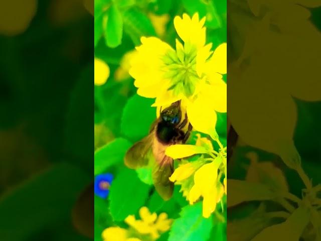 #bee #beehoney #honeybee #nature #bird #lovebird harvesting honey