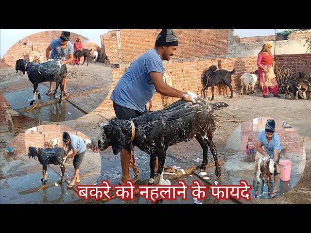 सर्दी में बकरे को कब और कैसे नेहलाना चाहिए ll Benefits of bathing goat ll #Fayeemvlogs