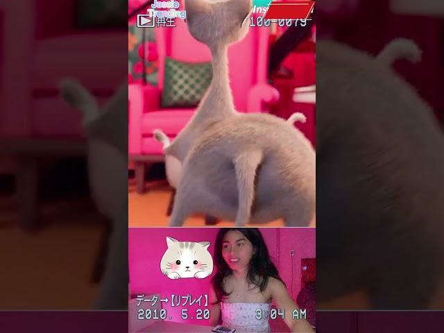 ️ ️  #cats #reaction #dance #funny