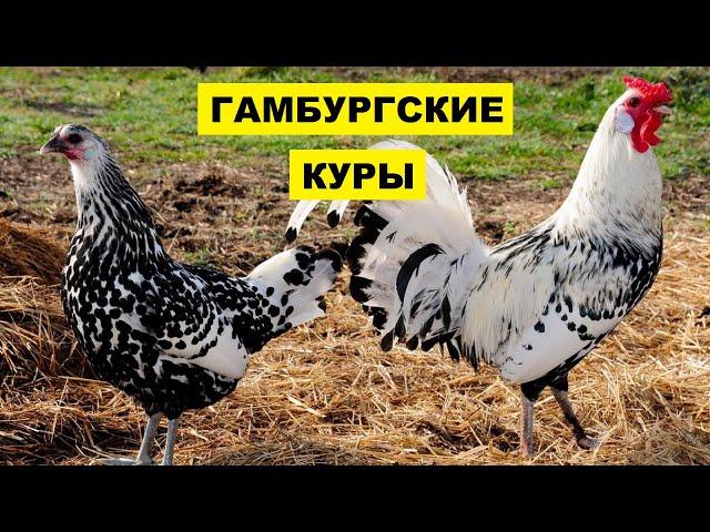 Разведение Гамбургской породы кур как бизнес идея | Птицеводство | Куры Гамбургские