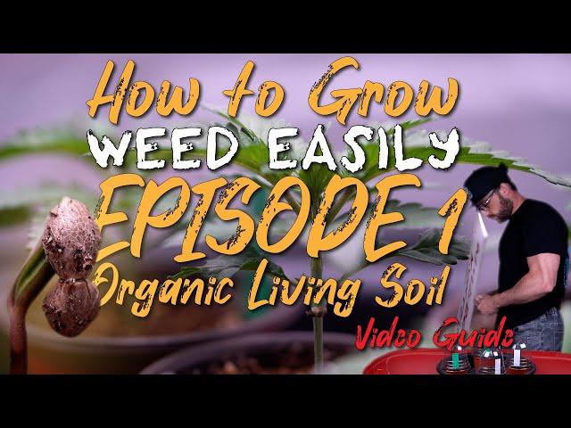 HOW TO GROW WEED EASILY ORGANIC LIVING SOIL | WILDBERRY RUNTZ: GROW SET UP, GERMINATION, SEEDLINGS