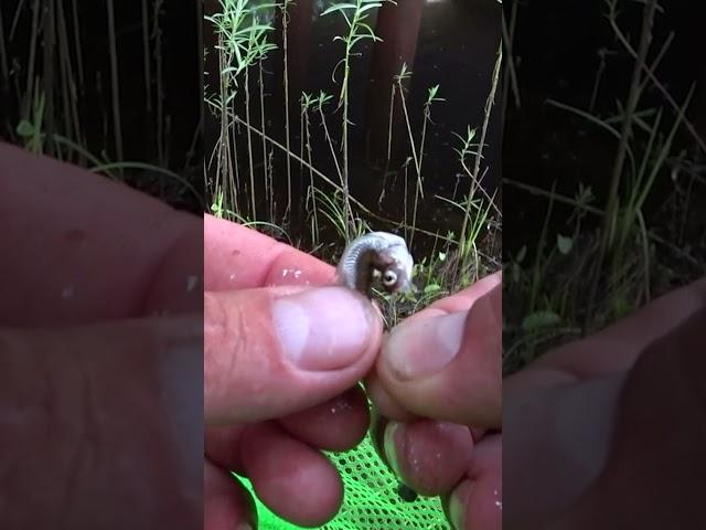 Как насадить МАЛЬКА на КРЮЧОК. Ловля РЫБЫ на МАЛЬКА. Рыбалка на поплавок. #shorts  #fishing #рыбалка