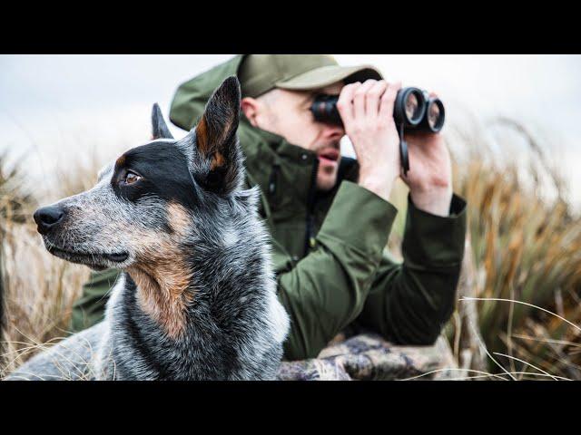 Mark & Flint: Deer stalking with a big game indicating dog