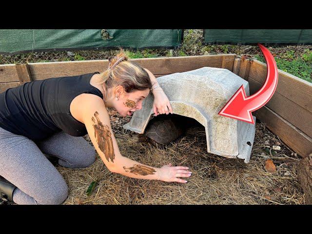 DIGGING UP BABY TORTOISES TRAPPED UNDERGROUND! WILL WE SAVE THEM?!