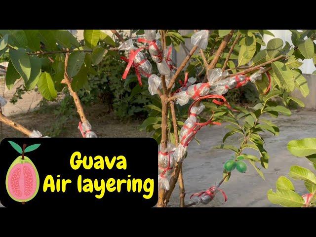 How to air layer Guava tree ...