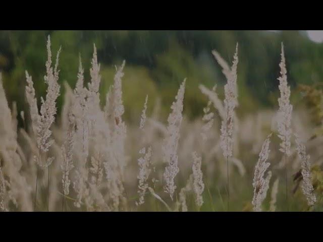 Study Bliss: 3 Hours of Rain Sounds for Concentration