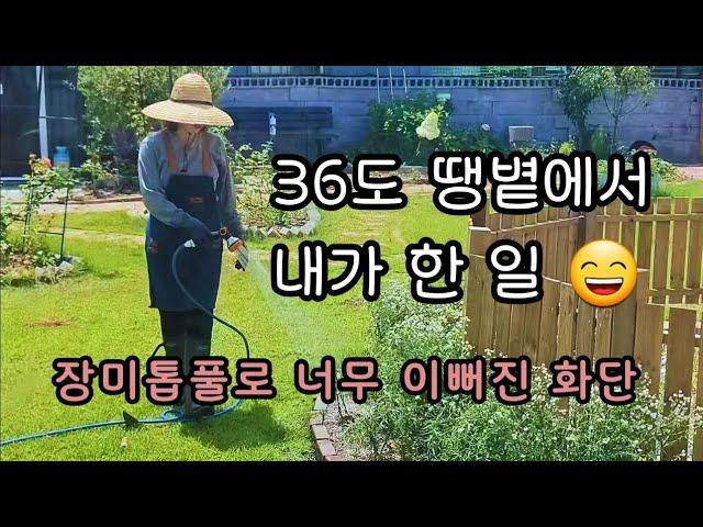 폭염속 화단 만들기  정원에 장미톱풀만 있는 화단도 너무 이쁘네요  안개꽃 같은 장미톱풀  ️ 정원관리  이쁜 화단 만들기 성공!!