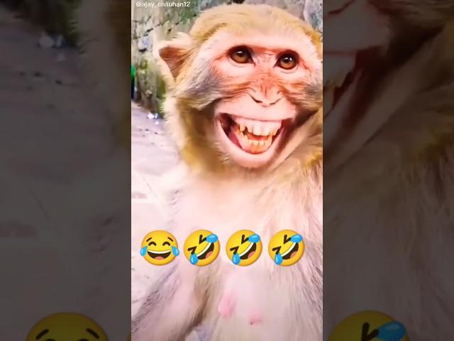 Monkey laughingfunny video#monkey#comedy #animals#funny#cute #funnyeffect#memes#tiktok #memespage