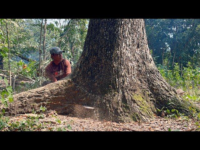 There are many obstacles... Cut down large & tall trembesi trees‼️