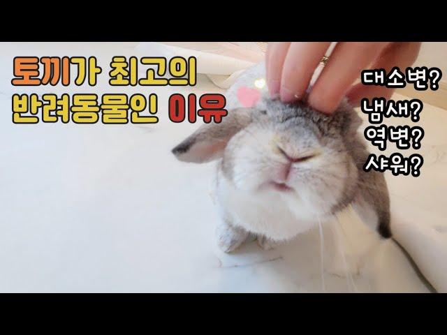 The reason why rabbits are the best pets