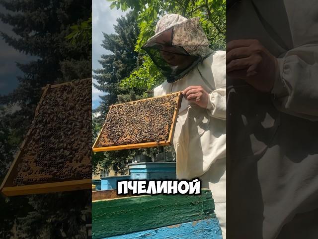 Пчелы миролюбивые, лечение методом сна на ульях #live #блогер #юмор #пчелы #пчеловодство #улья