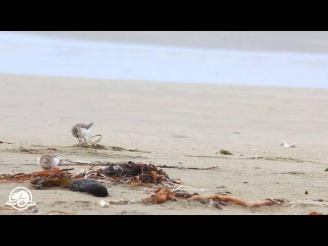 Shorebirds at Pacific Rim National Park Reserve