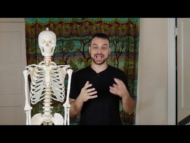 Massage Basics: Skeletal System