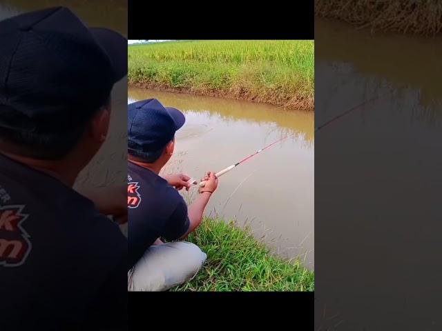 Happy Fishing-Sungai Kecil Yang Banyak Ikannya #short