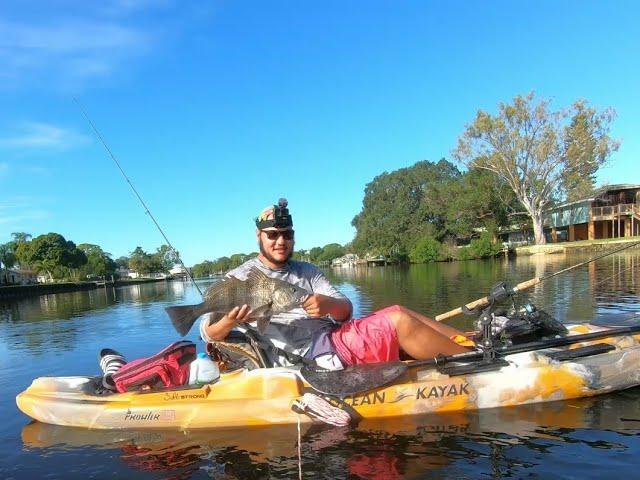 Black Drum Fishing With Florida Fish Orry  #KayakFishing #DanTheFishMan #TampaBayFishing #Holdon!!