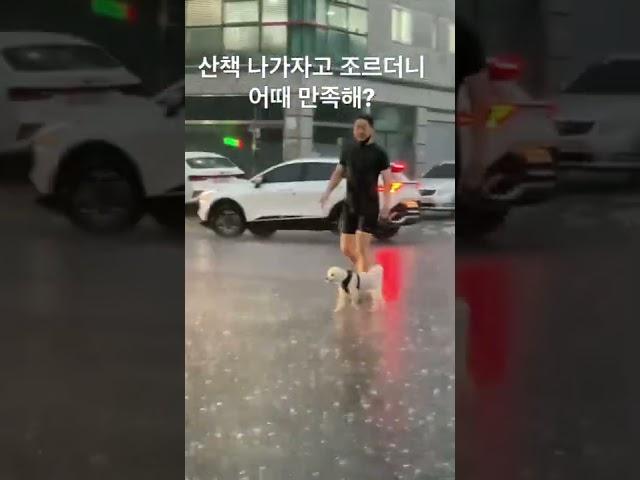 비오는날 강아지 산책하는 법