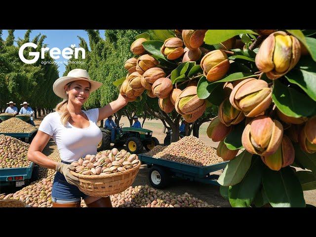 How to BILLIONS of Pistachios Harvested & Processed | Agriculture Technology