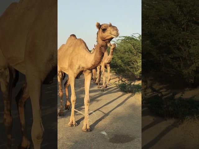 Camels with camel feet tied while going to the field  #shorts #viralshorts