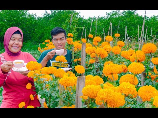 Cara Menanam Bunga Marigold Dari Awal Sampai Panen