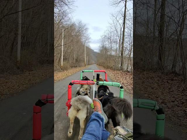 Kicking in the Husky Boosters as they pick up on a scent at the Armstrong Trail in PA #squirrelchase