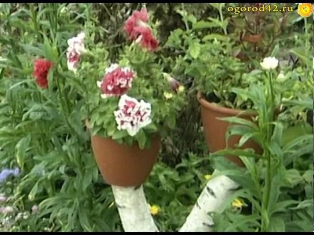 Цветы    из чайника