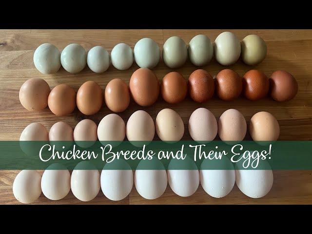 Chicken Breeds and Their Eggs!