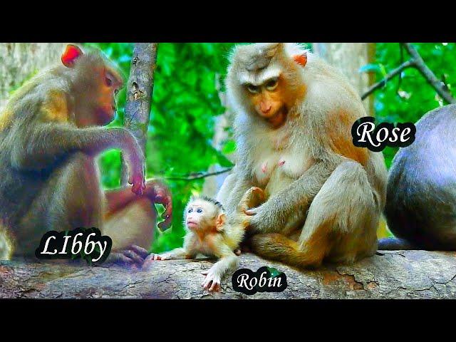 Unbelievable ! Libby came to check Rose's newborn Male or Female, what will happen?