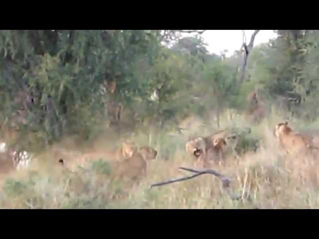 Lionesses vs three young male lions