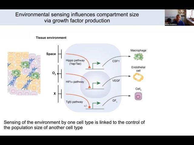 "Tissue Organization and Homeostasis" by Dr. Ruslan Medzhitov