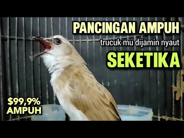 Trucukan Gacor Ngalas Tarung Ropel Paling Ampuh Untuk Pancingan Trucukan Agar Bunyi Nyaut Gacor