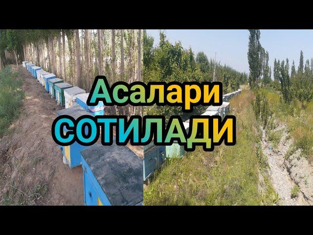 ASALARILAR SOTILADI KARPAT /Асалари СОТИЛАДИ Фаргона