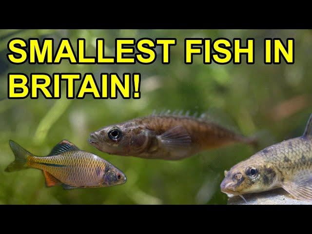 5 Smallest Freshwater fish in UK