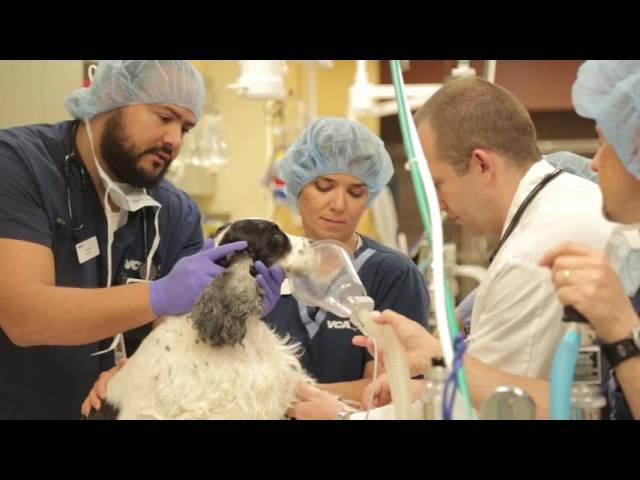 VCA Veterinary Referral Associates | Emergency Veterinary Hospital